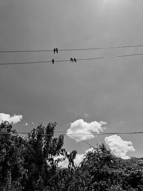 Shrek high quality pornstar image