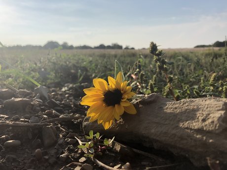 Summer Lyons top actress picture