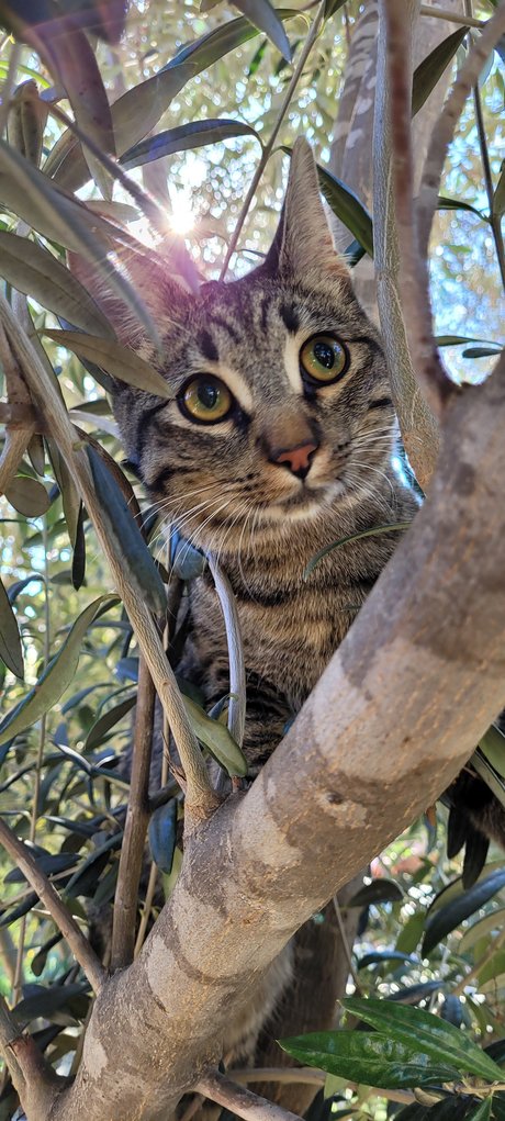 Go For Sho free star pictures