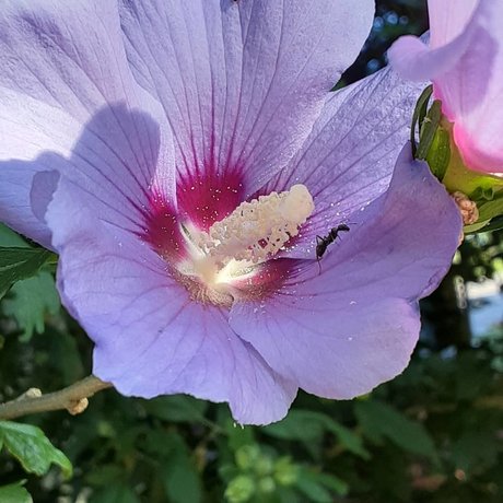 Princess Peech nude actress photo