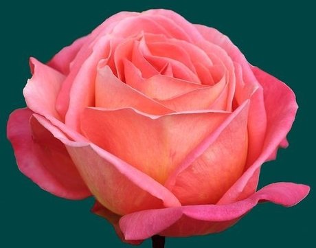 S d ct v Mistr ss star hd gallery