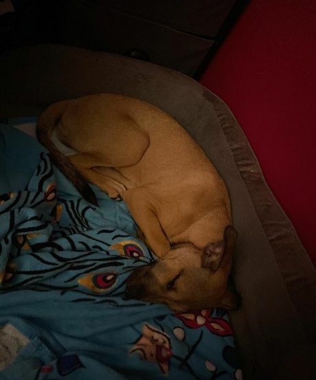 dildo onlyfans art porn gallery