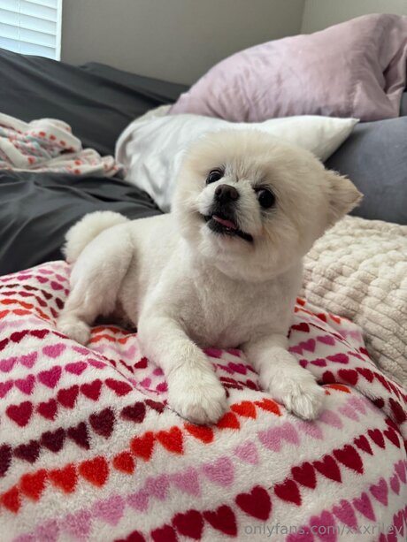 xxxriley pornstar high quality gallery