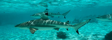 HotRiverGuy xxx star pictures