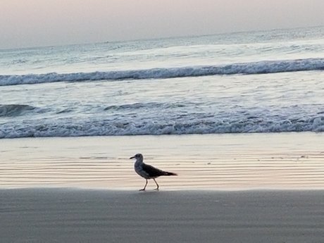 Rick Bear Pup Dancer star best pictures