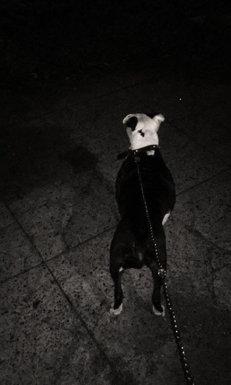 Maskedleo top star img