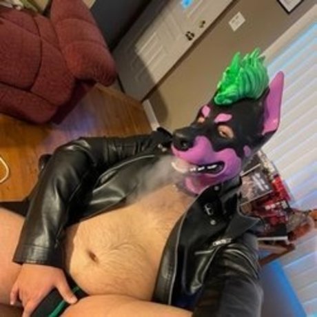 Izzy T AKA Pup Silo star beautiful pics