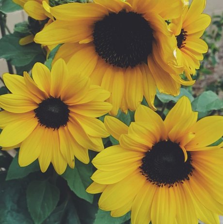 Regina George star naked images