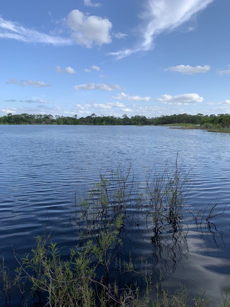 Puppy Mills top pornstar pic