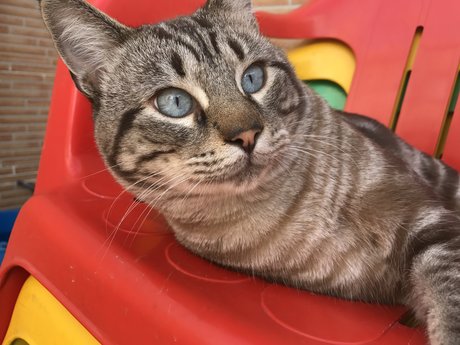 Gato model erotic image