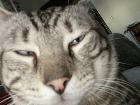 Gato star adult galleries