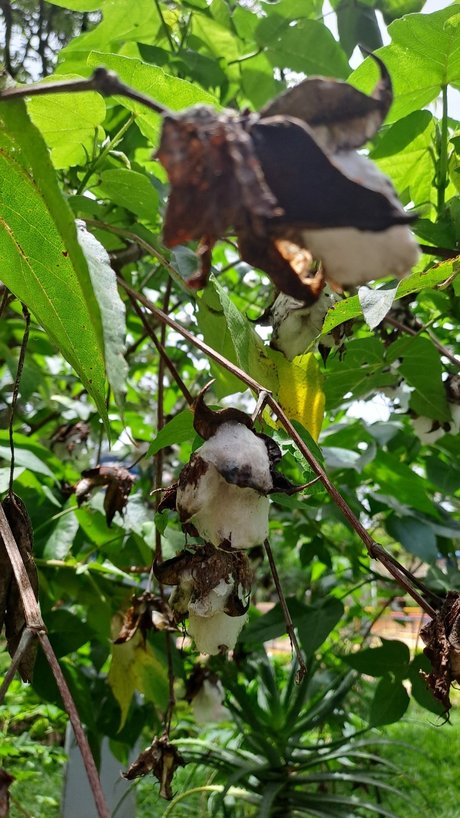 Ocel9ttygirl model top pictures