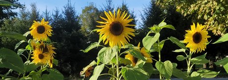 River Gray perfect pornstar pictures