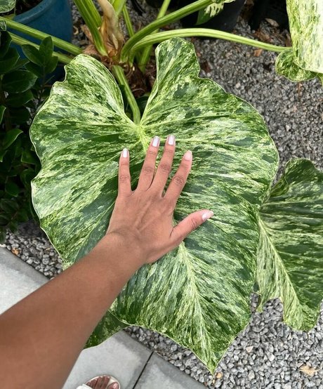 Plantbae best pornstar galleries