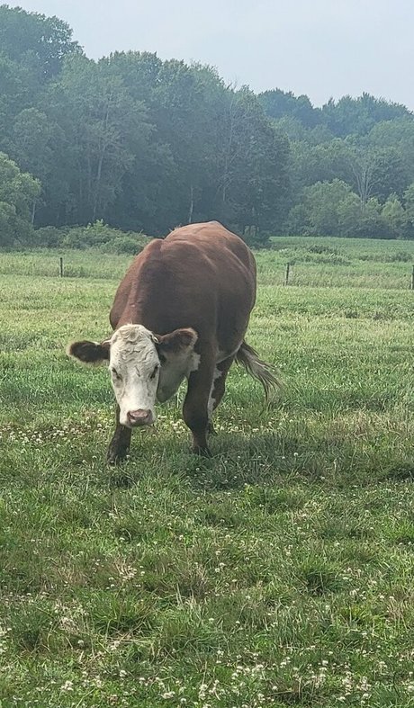 nellebeachgirl pornstar hd images