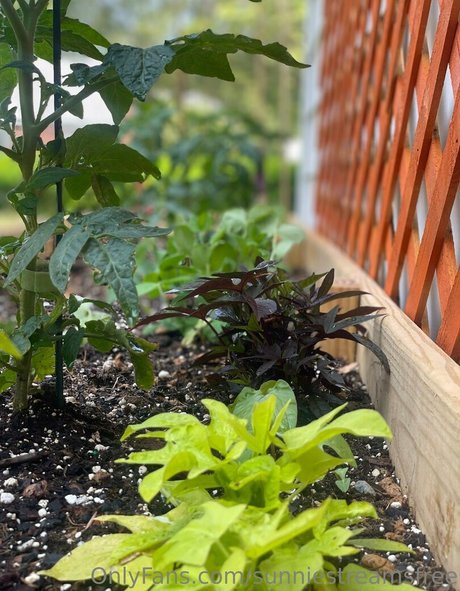 sunniestreamsfree model art galleries