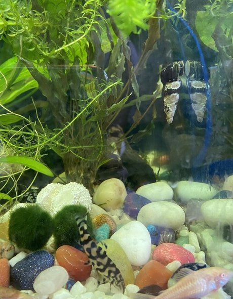 buffbandittfree model nudes image