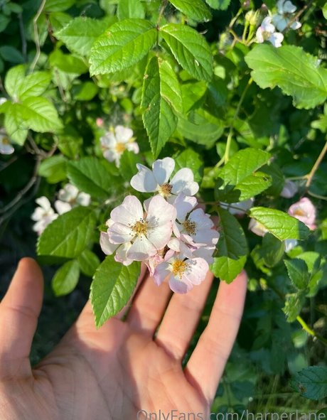 harperlane pornstar top archive