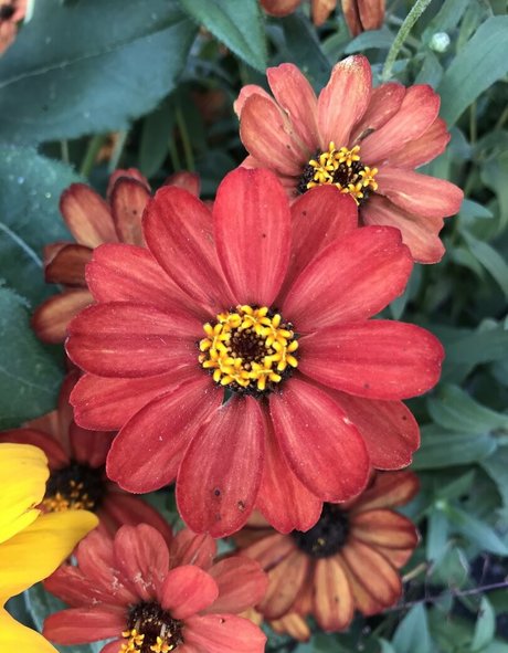 harperlane xxx pornstar pictures