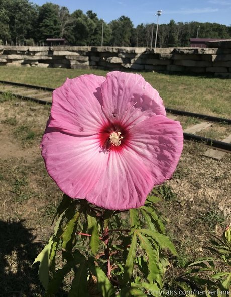 harperlane nice pornstar images