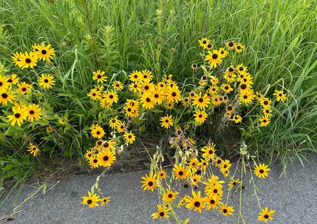 lunapowersthefairy exclusive pornstar photo