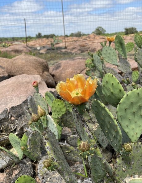 dreamer31 naked star image