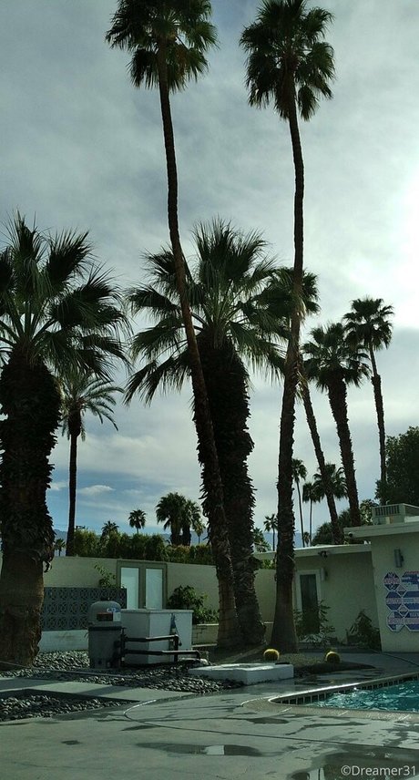 dreamer31 adult star pictures