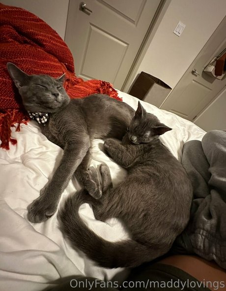 maddylovings adult star galleries