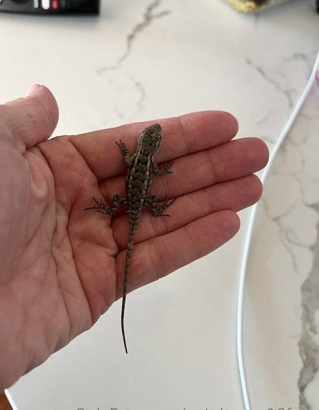 naty brown10 perfect actress pictures