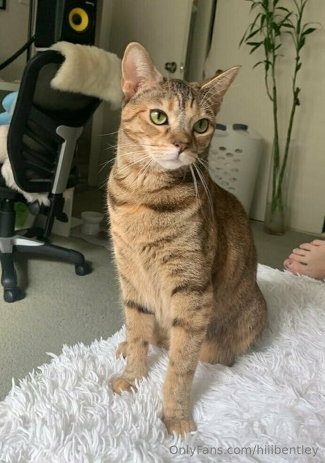 hiiibentley best star picture