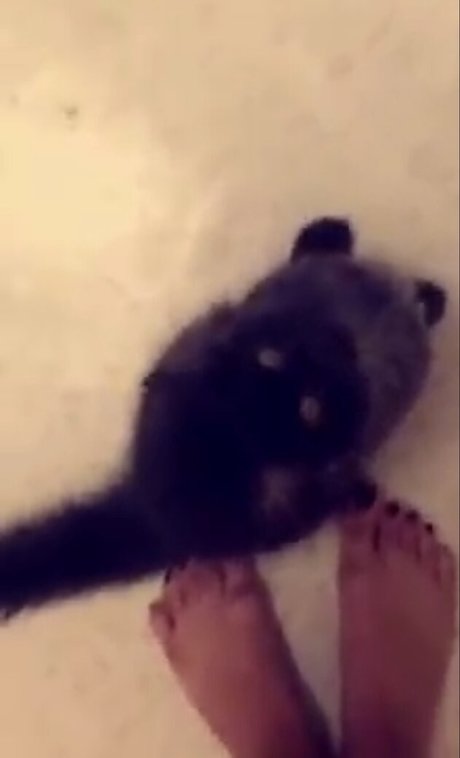 Trickywi model sex img