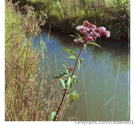 cedella01 model nice images