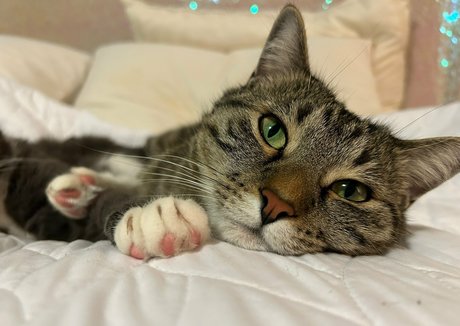 bikinibites free pornstar gallery