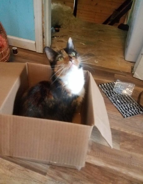 katcalico free star pic