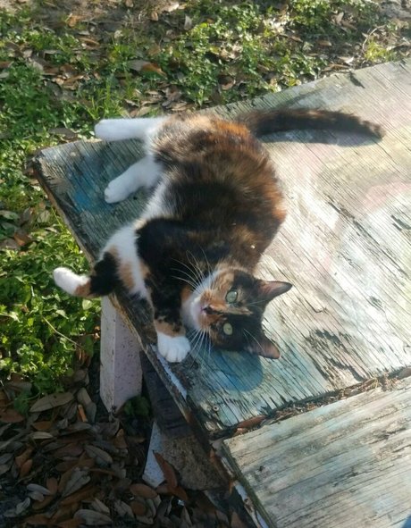 katcalico star pornographic galleries