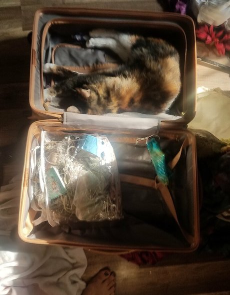 katcalico star pornographic photo