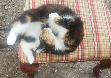 katcalico pornstar nude images