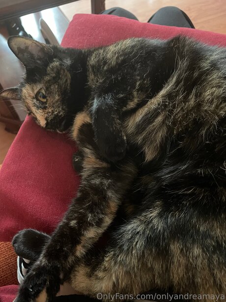 Onlyandreadoll top model pictures