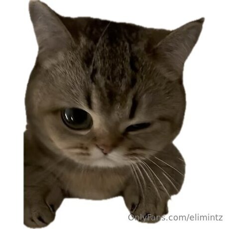 Elimintz star high quality photo