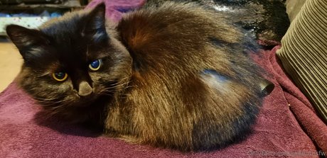 joebutnsfw model hot photo