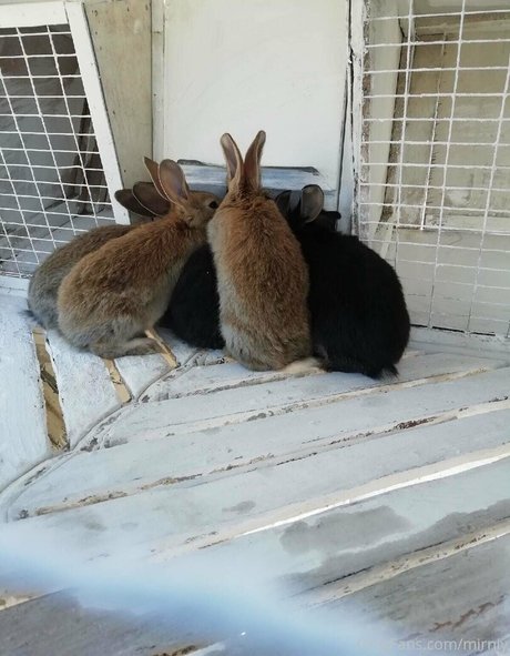 mirniy model pretty images