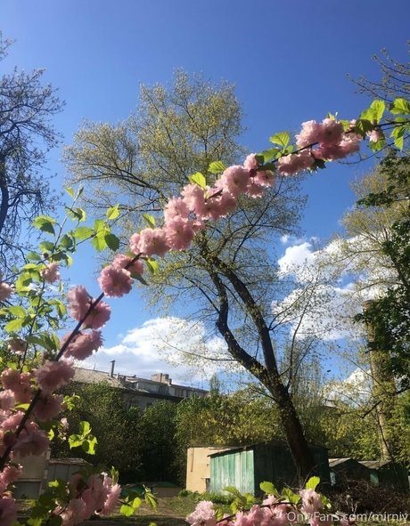 mirniy nice star image