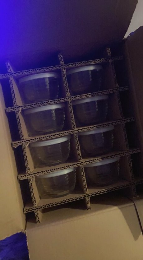 honeygold top star photos