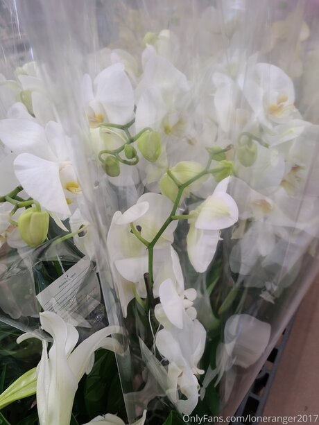 Loneranger2017 star pornographic galleries