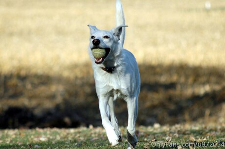 Loneranger2017 pornographic model archive