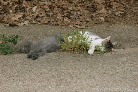 Loneranger2017 art star galleries