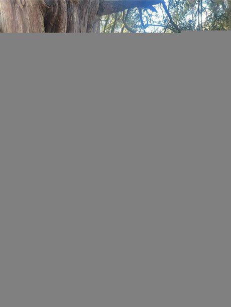 Petite Romani 69 star exclusive pictures