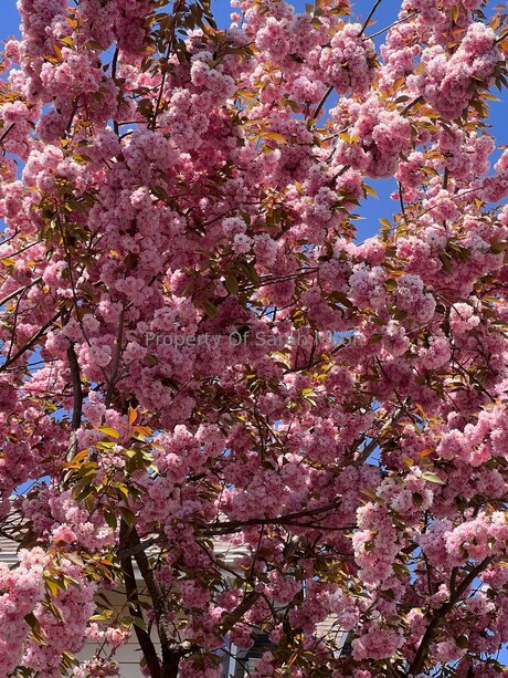 Sarahmoonsg pornstar high quality picture