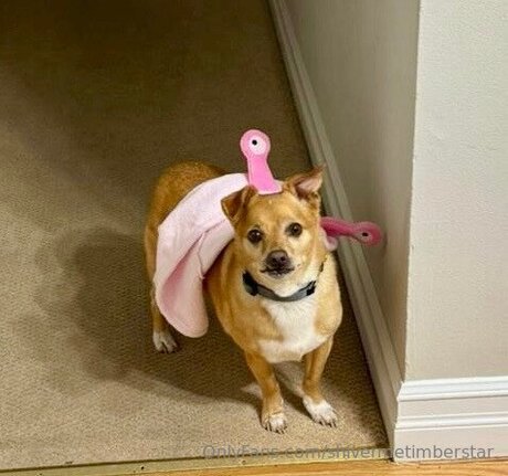 Shivermetimberstar star naked photo