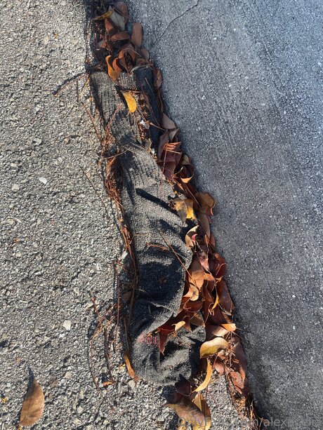 Alexacelia nice model images